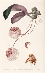 Bulbophyllum auratum (comme syn. Cirrhopetalum auratum)